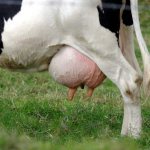 How many nipples should a cow and goat have: characteristics of animals