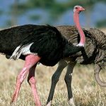 How much does an ostrich weigh?