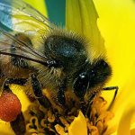 сколько живёт медоносная пчела