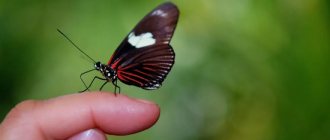 Сколько живут бабочки в природе и в неволе?