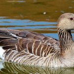 How long do geese live?
