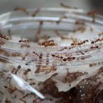 How long do ants live