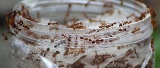 How long do ants live