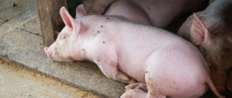 How long do pigs live?