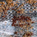 A cluster of bedbugs in a sofa is not an invasion at all.