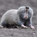 mole rat photo