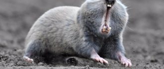 mole rat photo