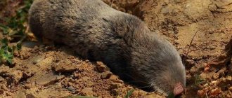Mole rat-animal-Description-features-species-lifestyle-and-habitat-of the mole rat-13