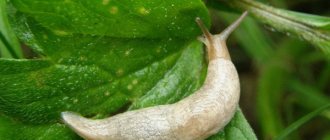 Slugs: how to deal with slugs on your property?