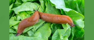 Slugs on cabbage