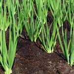 We follow the rules of crop rotation: what can be planted after onions next year and what should not be planted