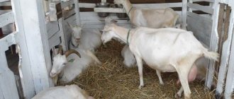 Keeping goats