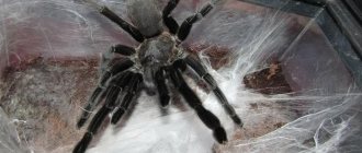 Keeping a tarantula spider