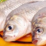 Tapeworm in fish: what it looks like, why it is dangerous, photo and description