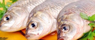 Tapeworm in fish: what it looks like, why it is dangerous, photo and description