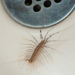 Centipede living in houses, where does it come from?