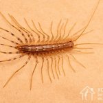 Centipedes are beneficial insects, but their appearance frightens people