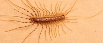 Centipedes are beneficial insects, but their appearance frightens people