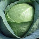Nadezhda cabbage variety