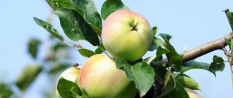 Apple tree variety Imrus