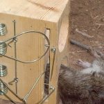 Создание эффективных крысоловок своими руками в домашних условиях