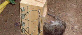 Making effective rat traps with your own hands at home