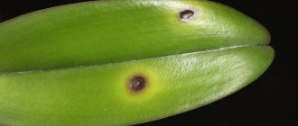 You can save your orchid from pests and diseases! Why did spots appear on the leaves and how to treat it? 