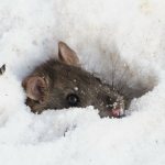 Спят ли мыши зимой?