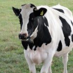 средний удой коровы в сутки