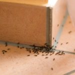 Ant repellent in an apartment: which one is better?