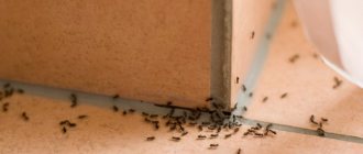 Ant repellent in an apartment: which one is better?
