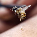 Should you be afraid of a wasp sting?