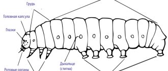 Caterpillar structure