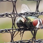 Существует много способов борьбы с назойливыми мух