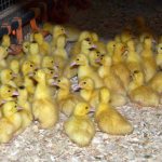 day old ducklings