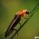 Светлячок-насекомое-Образ-жизни-и-среда-обитания-светлячка-2