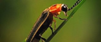 Firefly-insect-lifestyle-and-habitat-of-firefly-2