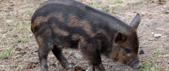 Pig breed Karmal