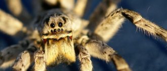 Tarantula: types, lifestyle and danger to humans