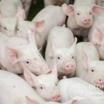 The growth rate of pigs depends on various factors: the chosen breed, housing conditions, feeding ration, age and individual characteristics of the animals.