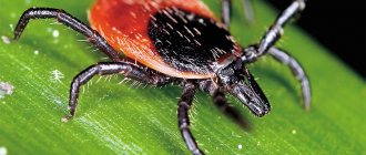 A typical representative of ixodid ticks, widespread in Eurasia, is the European forest or dog tick (Ixodes ricinus). © Philippe Garcelon 