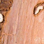 The wood borer is a small insect that feeds on wood, destroying its structure.