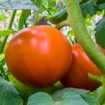 Tomato Pink leader: characteristics and description of the variety with photos