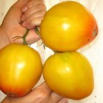 tomato golden domes