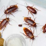 Тот, кто ест тараканов, наш друг и союзник по борьбе с домашним паразитом