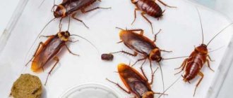 The one who eats cockroaches is our friend and ally in the fight against domestic parasites