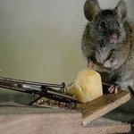 The traditional way to get rid of mice is to use mousetraps.