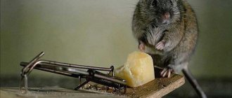 The traditional way to get rid of mice is to use mousetraps.