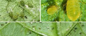 Vinegar is the best folk remedy for fighting aphids on cucumbers