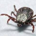Tick ​​bite: classification, danger to humans, effective means of protection
